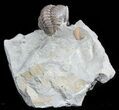 Wide, Enrolled Flexicalymene Trilobite - Ohio #57834-2